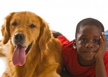 A small African American boy with a beautiful golden retriever dogs.